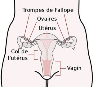 col_de_l_uterus